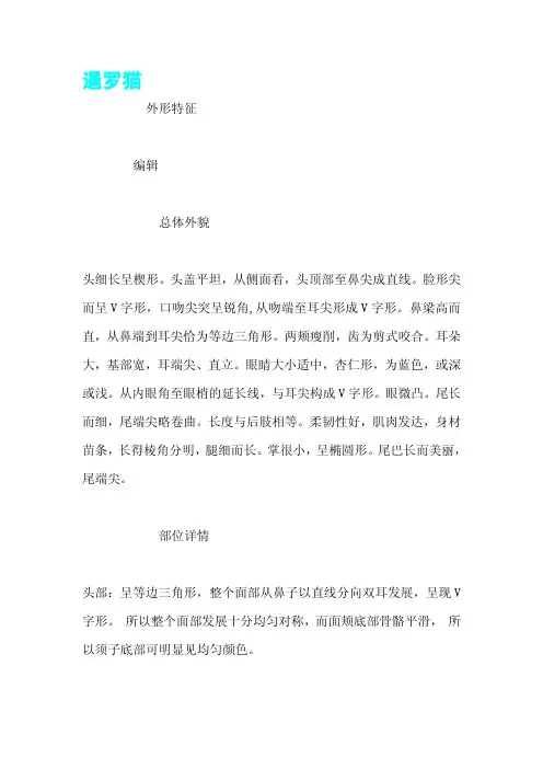 暹罗猫