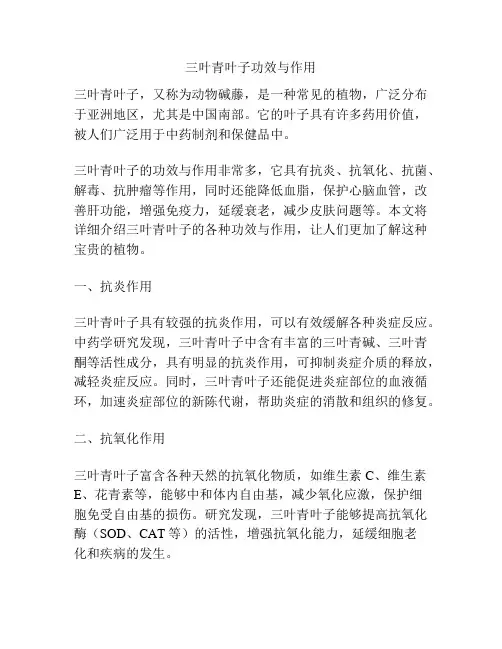 三叶青叶子功效与作用