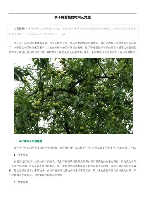 李子树剪枝的时间及方法