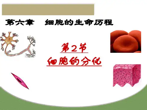 细胞的分化公开课-2ppt课件