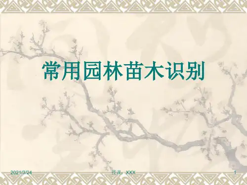 常用苗木识别PPT课件