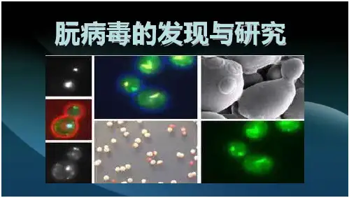 朊病毒的发现与研究PPT