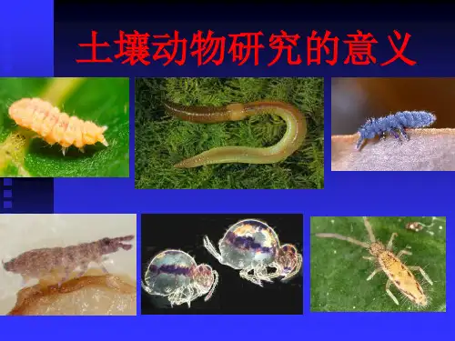 土壤动物背景资料拓展