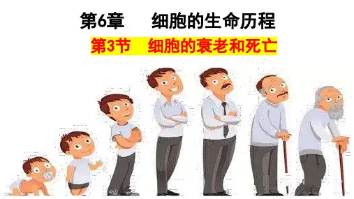 6.3 细胞的衰老和死亡-高一生物(人教版2019必修1)
