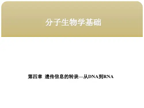 分子生物学基础第四章遗传信息的转录—从DNA到RNA 第二节启动子与转录的起始
