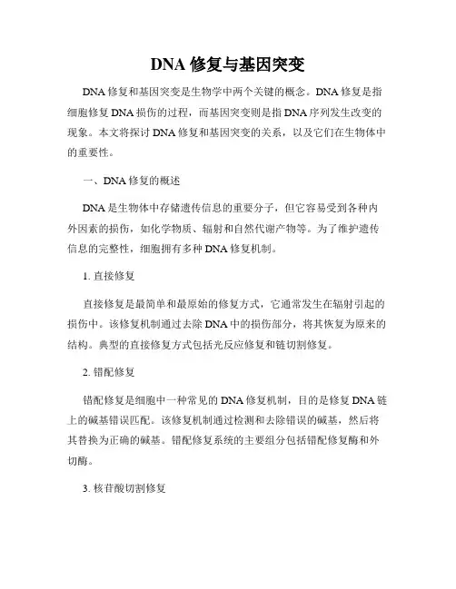 DNA修复与基因突变