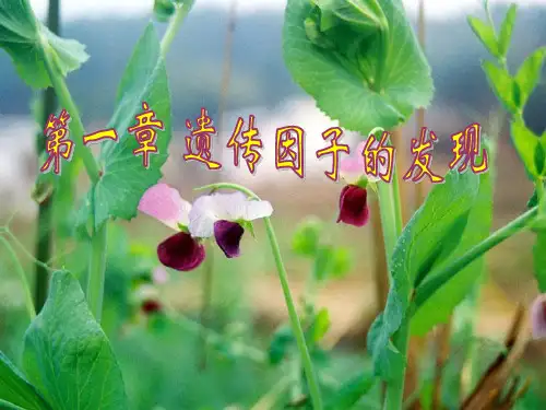 必修二 生物第一章第一节