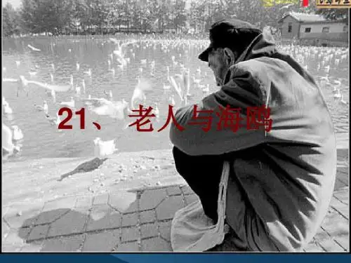 《老人与海鸥》ppt课件