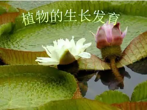 苏科版八年级生物上册19-2植物的生长发育