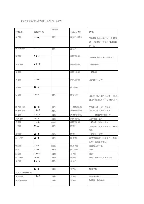 四肢肌肉神经支配