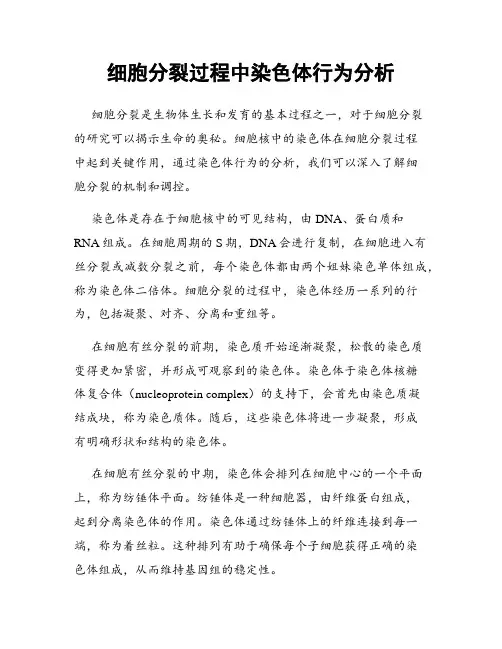 细胞分裂过程中染色体行为分析