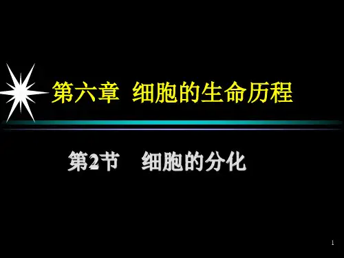 细胞的分化PPT课件