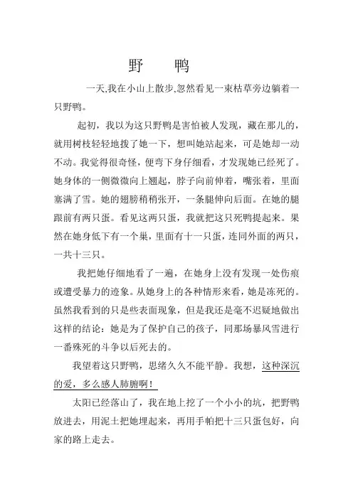 短文 野    鸭及答案