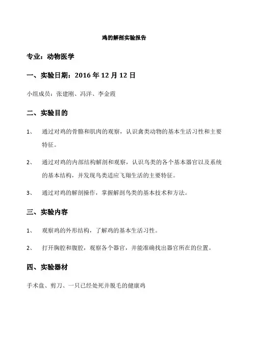 鸡的解剖实验报告