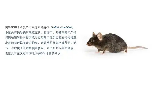 实验小鼠解剖过程及解剖图