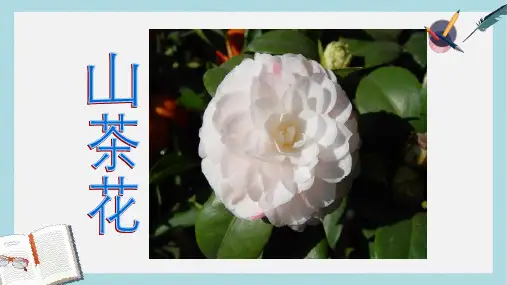 三年级语文上册第七单元山茶花课件2鄂教版