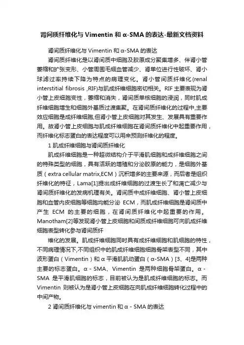 肾间质纤维化与Vimentin和α-SMA的表达-最新文档资料