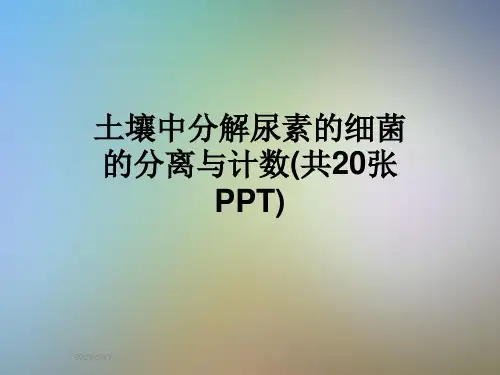 土壤中分解尿素的细菌的分离与计数(共20张PPT)