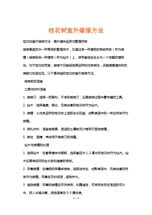 桂花树室外嫁接方法