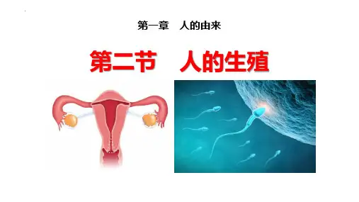 人教版七年级生物下册《人的生殖》优质教学课件