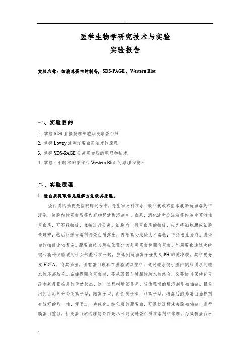 细胞总蛋白的制备, SDS-PAGE,Western Blot