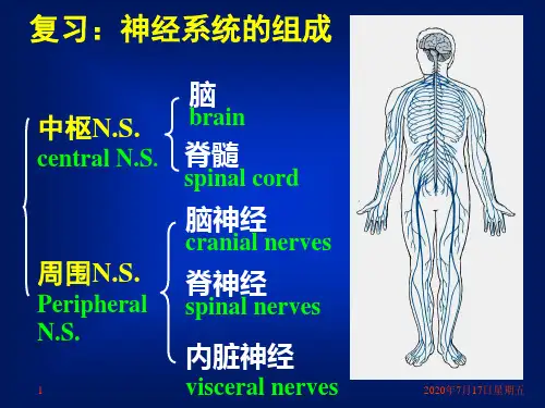 14脑干小脑