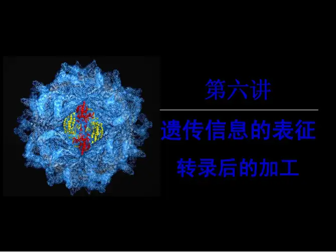 第六讲：转录后的加工