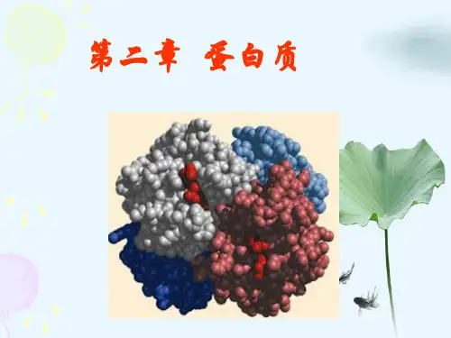 生物化学蛋白质