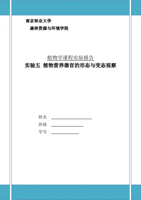 实验五 植物营养器官的形态观察