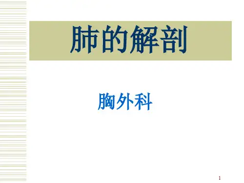 肺的解剖及分段学习课件