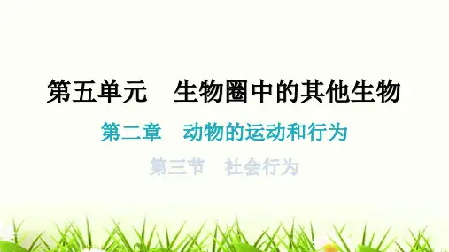 人教版八年级生物上册第五单元第二章第三节社会行为教学课件