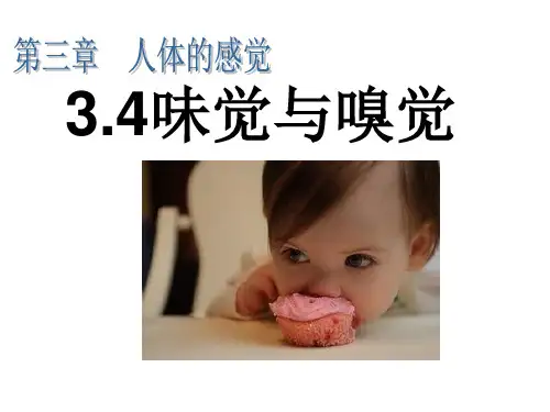 3.4味觉与嗅觉详解