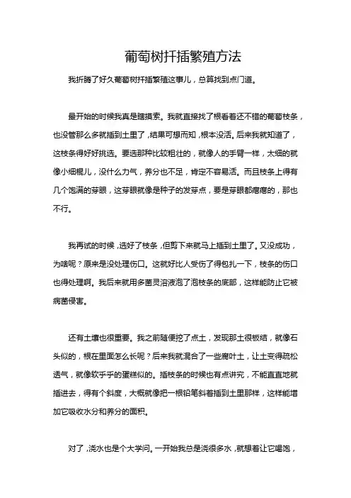 葡萄树扦插繁殖方法