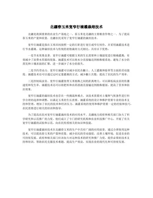 北疆春玉米宽窄行滴灌栽培技术