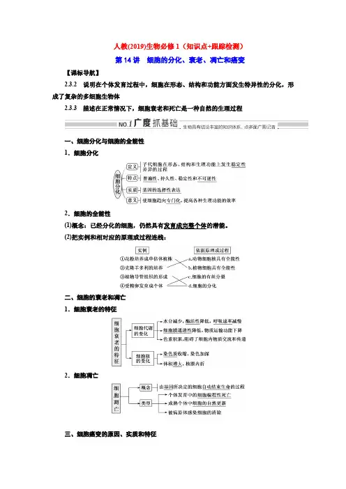 人教(2019)生物必修1(知识点+跟踪检测)第14讲  细胞的分化、衰老、凋亡和癌变
