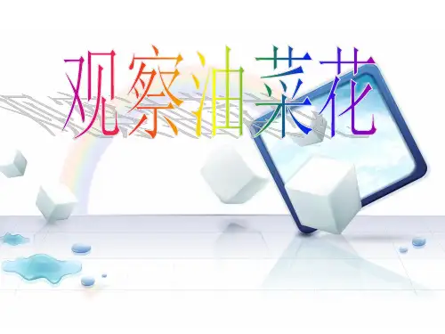 四年级下册科学课件 -2.1 油菜花开了｜教科版 (共25张PPT)