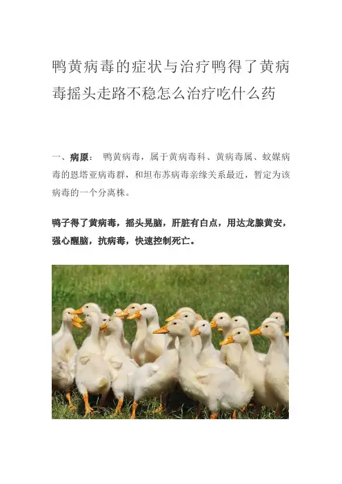 鸭黄病毒的症状与治疗鸭得了黄病毒摇头走路不稳怎么治疗吃什么药
