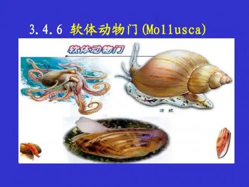 软体动物门