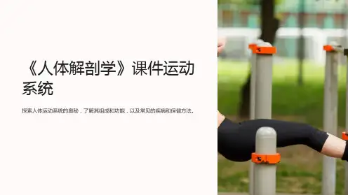 《人体解剖学》课件运动系统