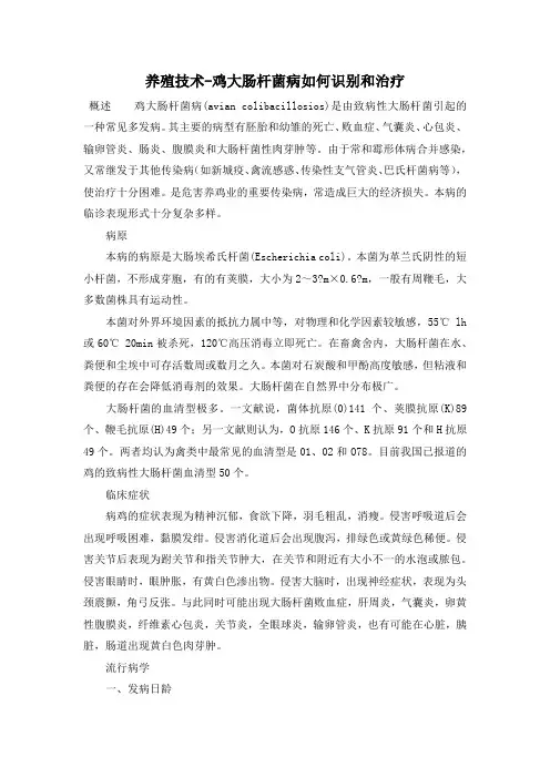 养殖技术-鸡大肠杆菌病如何识别和治疗