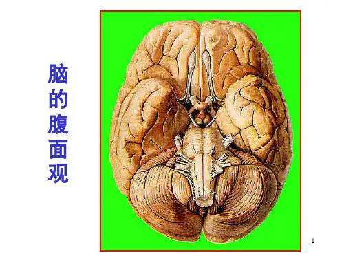 脑干内部结构脑神经非脑神经核团课堂PPT