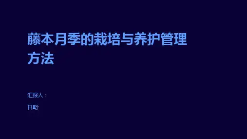 藤本月季的栽培与养护管理方法