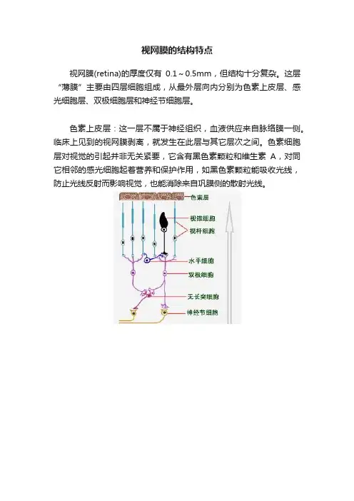 视网膜的结构特点