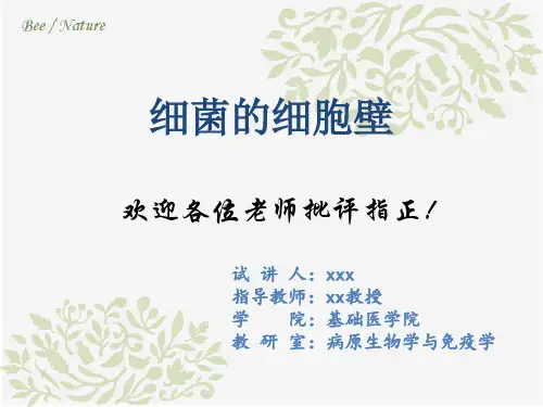 细菌细胞壁