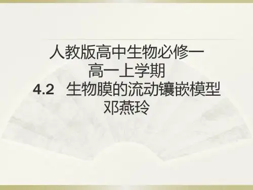 生物膜的流动镶嵌模型