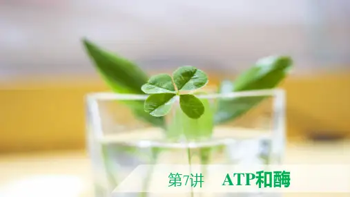 高中生物ATP和酶