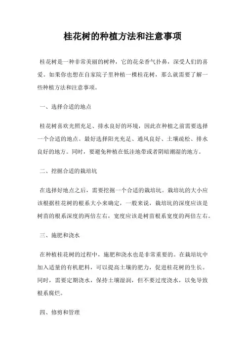 桂花树的种植方法和注意事项