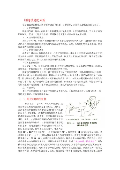 肌腱康复时机