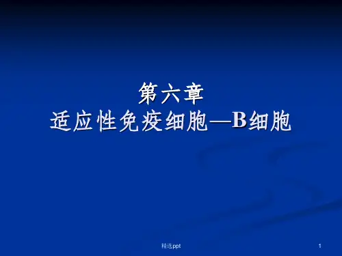 b细胞