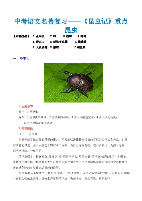 中考语文名著复习及对应练习——04《昆虫记》重点昆虫